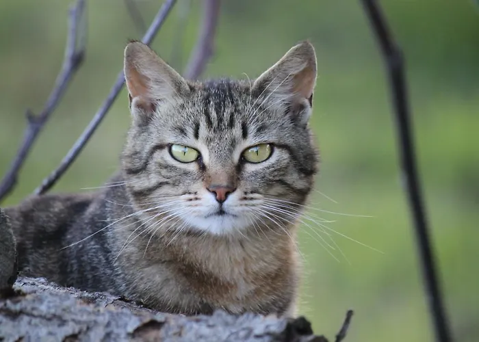 La Casa Dei Gatti 3*