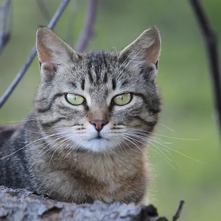 La Casa Dei Gatti *