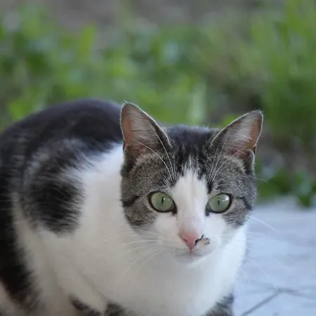 Oda ve Kahvaltı La Casa Dei Gatti