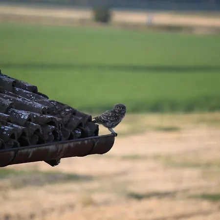 Oda ve Kahvaltı La Casa Dei Gatti Soragna