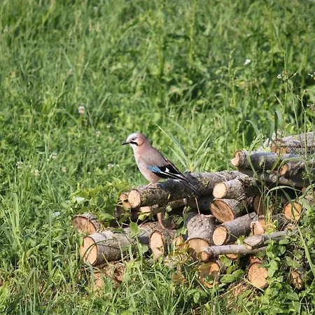 La Casa Dei Gatti 3* Soragna