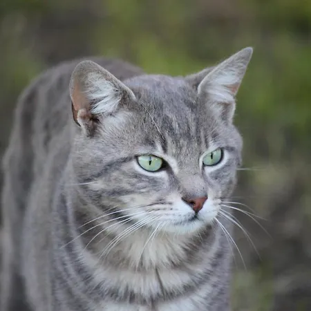 La Casa Dei Gatti Panzió Soragna