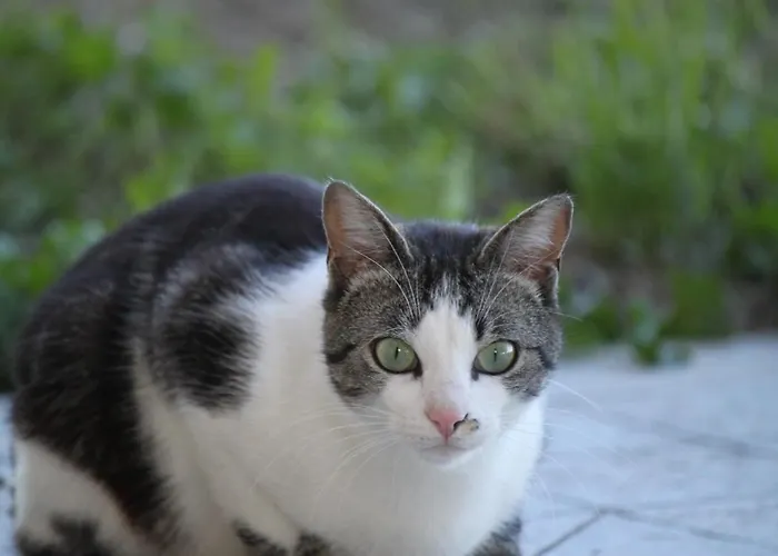 ベッド・アンド・ブレックファスト La Casa Dei Gatti