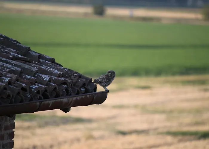 Frühstückspension La Casa Dei Gatti Soragna