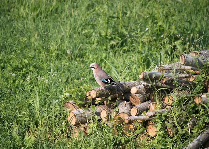 La Casa Dei Gatti 3* ソラーニャ