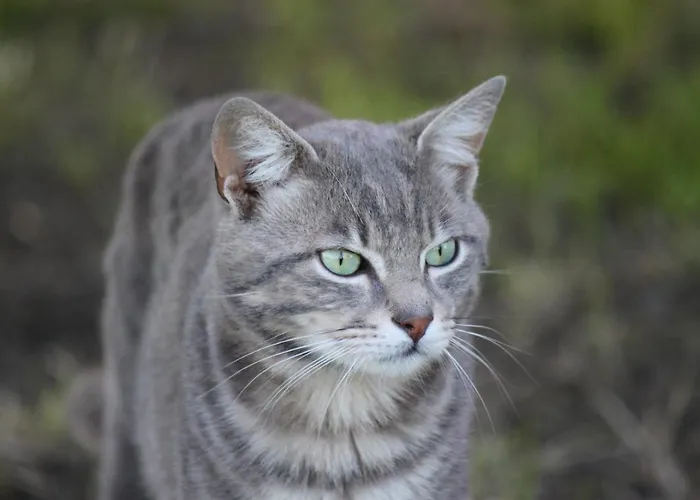 La Casa Dei Gatti Frühstückspension Soragna