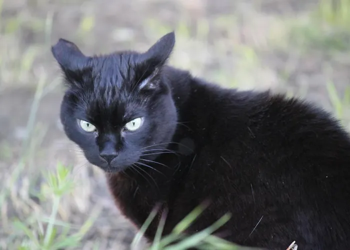 Frühstückspension La Casa Dei Gatti Soragna